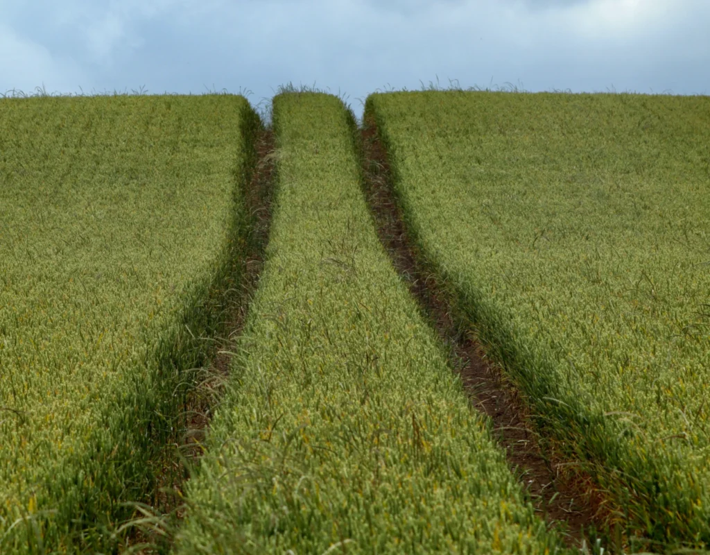 An agricultural field with two neat lines